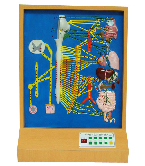 自主神經(jīng)電動模型