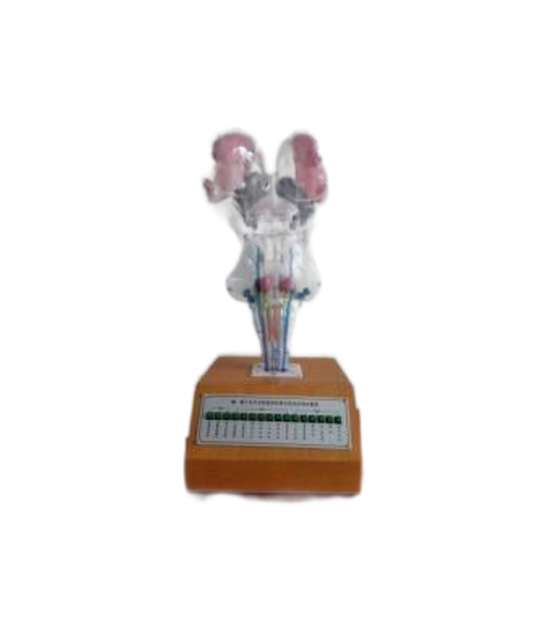 腦、腦干和腦神經(jīng)核立體關(guān)系電動模型